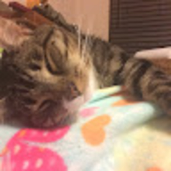 Meet your Posher, Serena - Picture 1 of 1